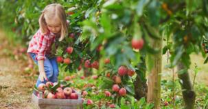 La cueillette des pommes