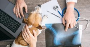 Les radiographies chez le vétérinaire
