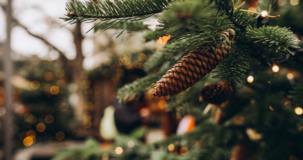 Un Noël dans la nature, version calendrier de lavent